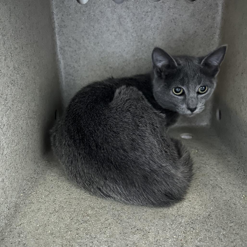 Enlarge Lark 26-0044, a Adoptable Domestic Short Hair in Yanceyville, NC image 1/4