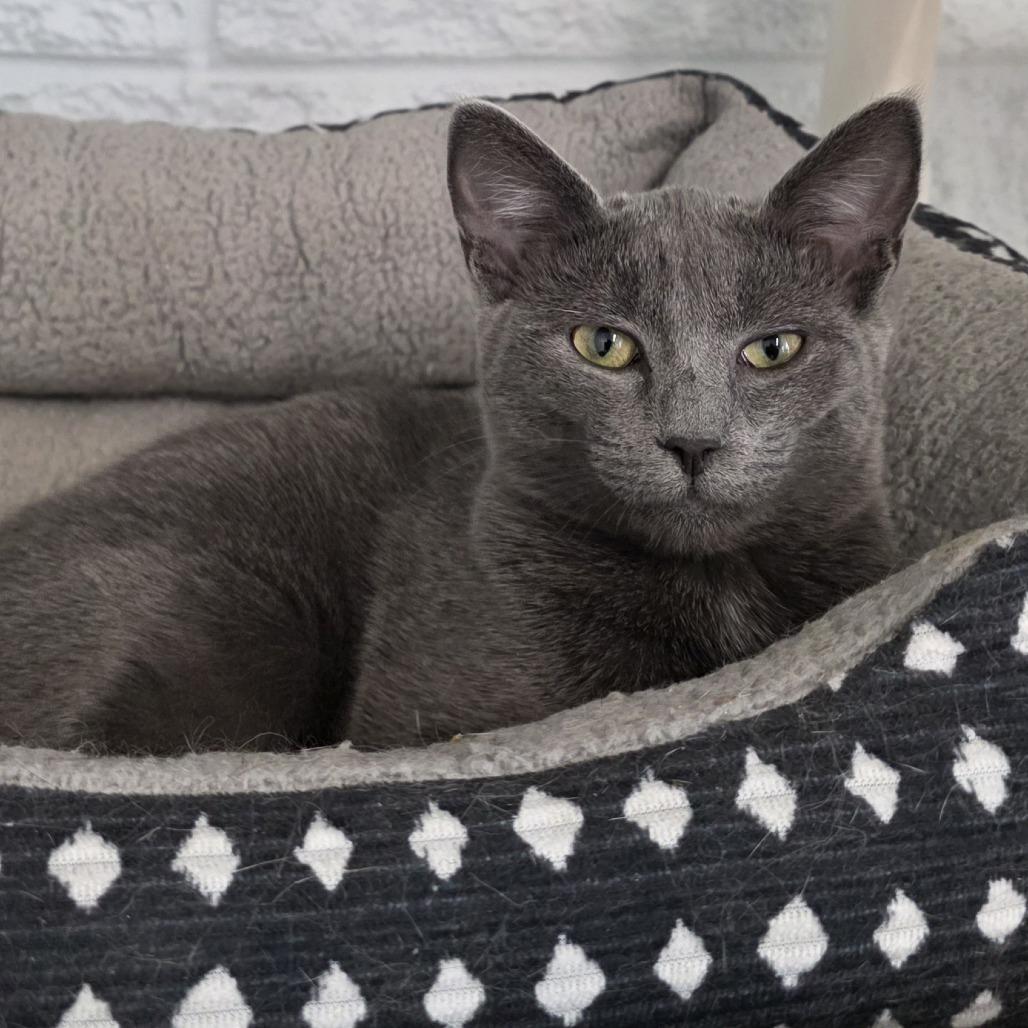 Enlarge Lark 26-0044, a Adoptable Domestic Short Hair in Yanceyville, NC image 2/4