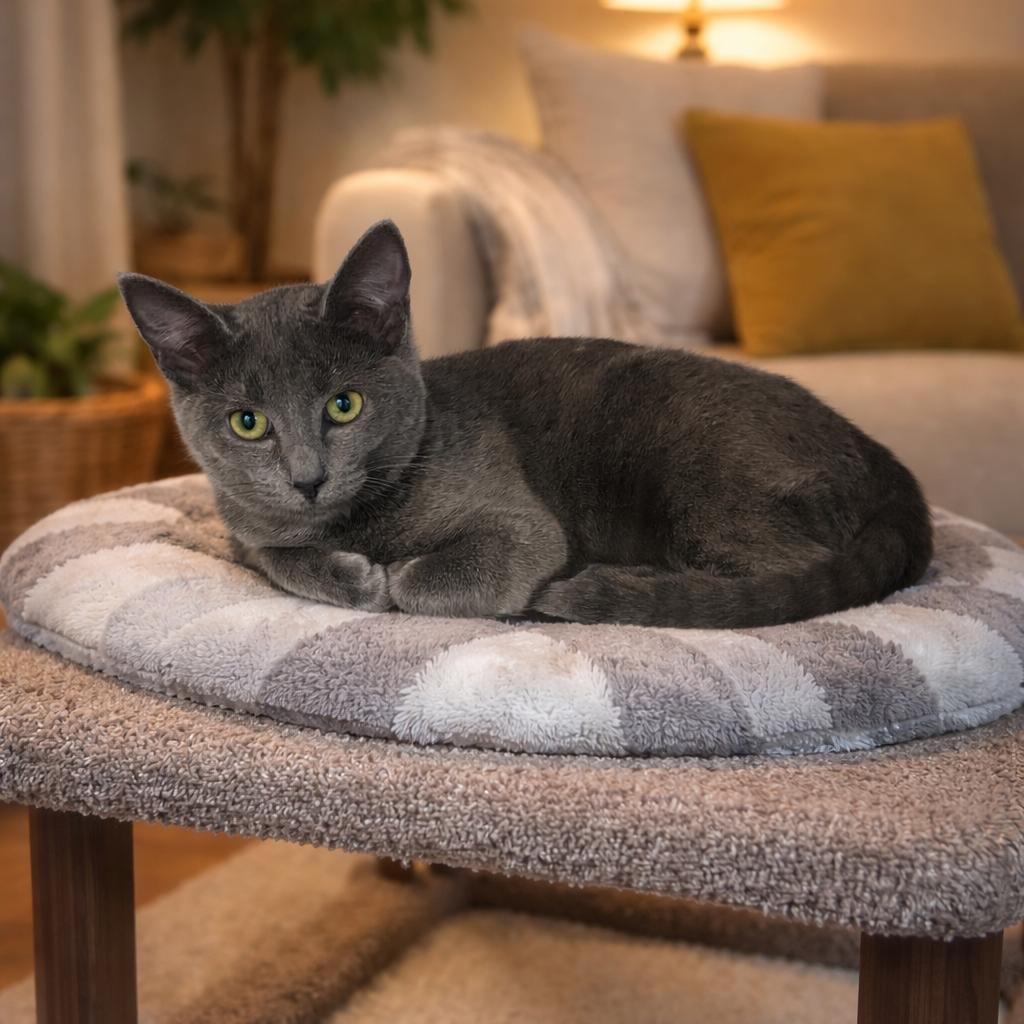 Enlarge Lark 26-0044, a Adoptable Domestic Short Hair in Yanceyville, NC image 3/4