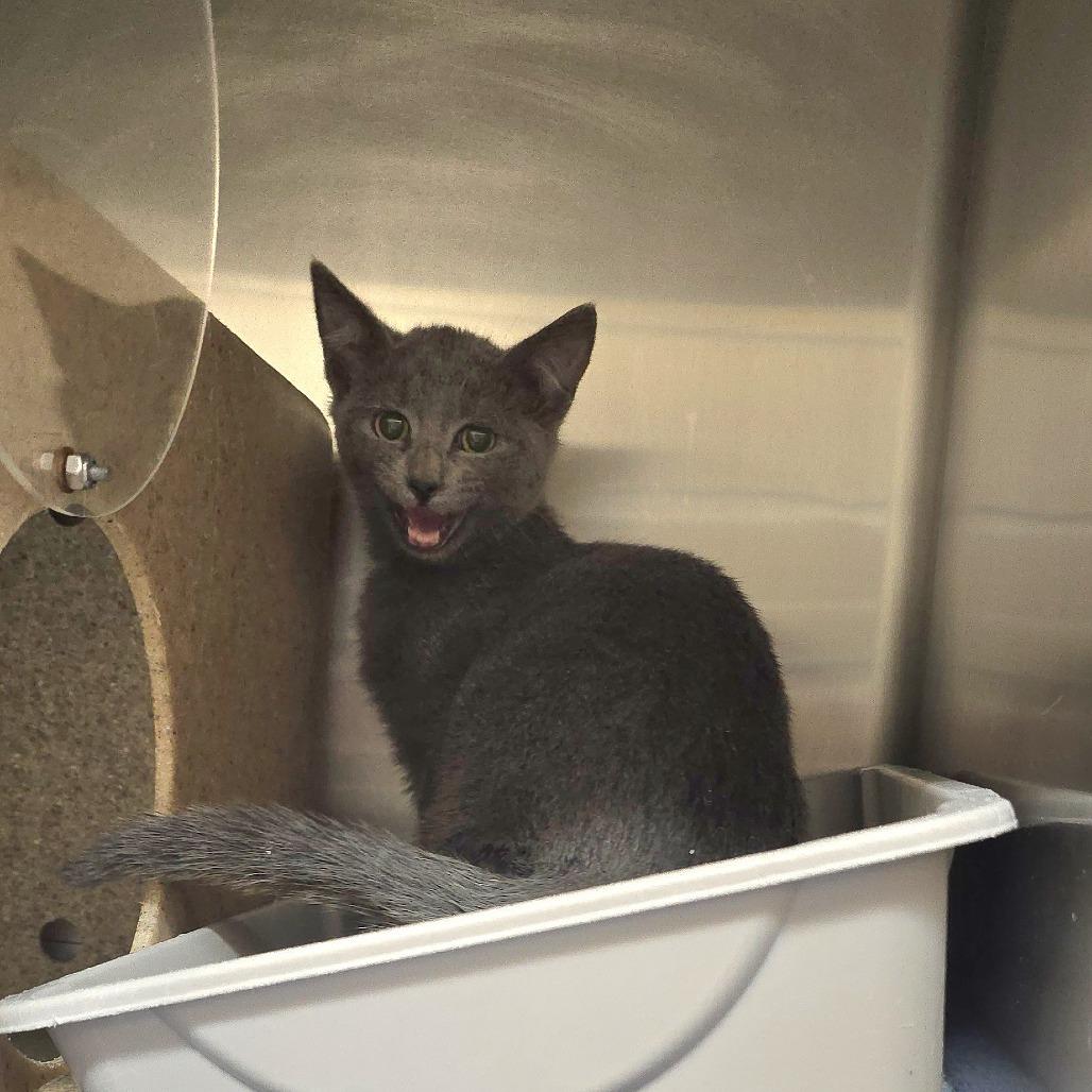 Enlarge Lark 26-0044, a Adoptable Domestic Short Hair in Yanceyville, NC image 4/4
