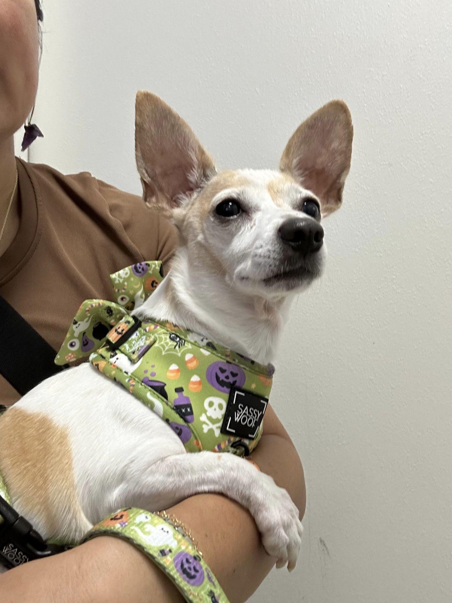 Maleficent, Adopted, Senior Female Chihuahua.