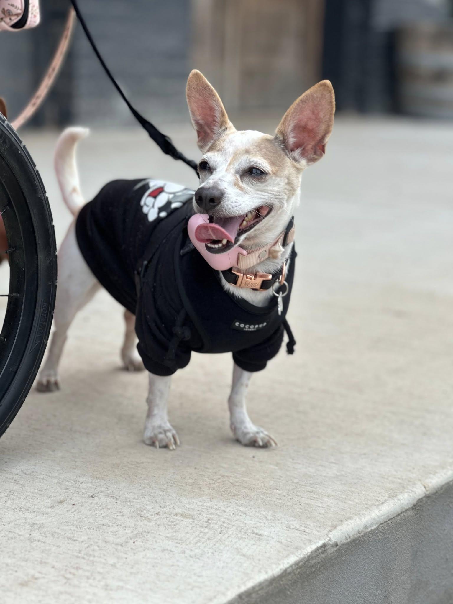 Enlarge Maleficent, a Adopted Chihuahua in Austin, TX image 2/6