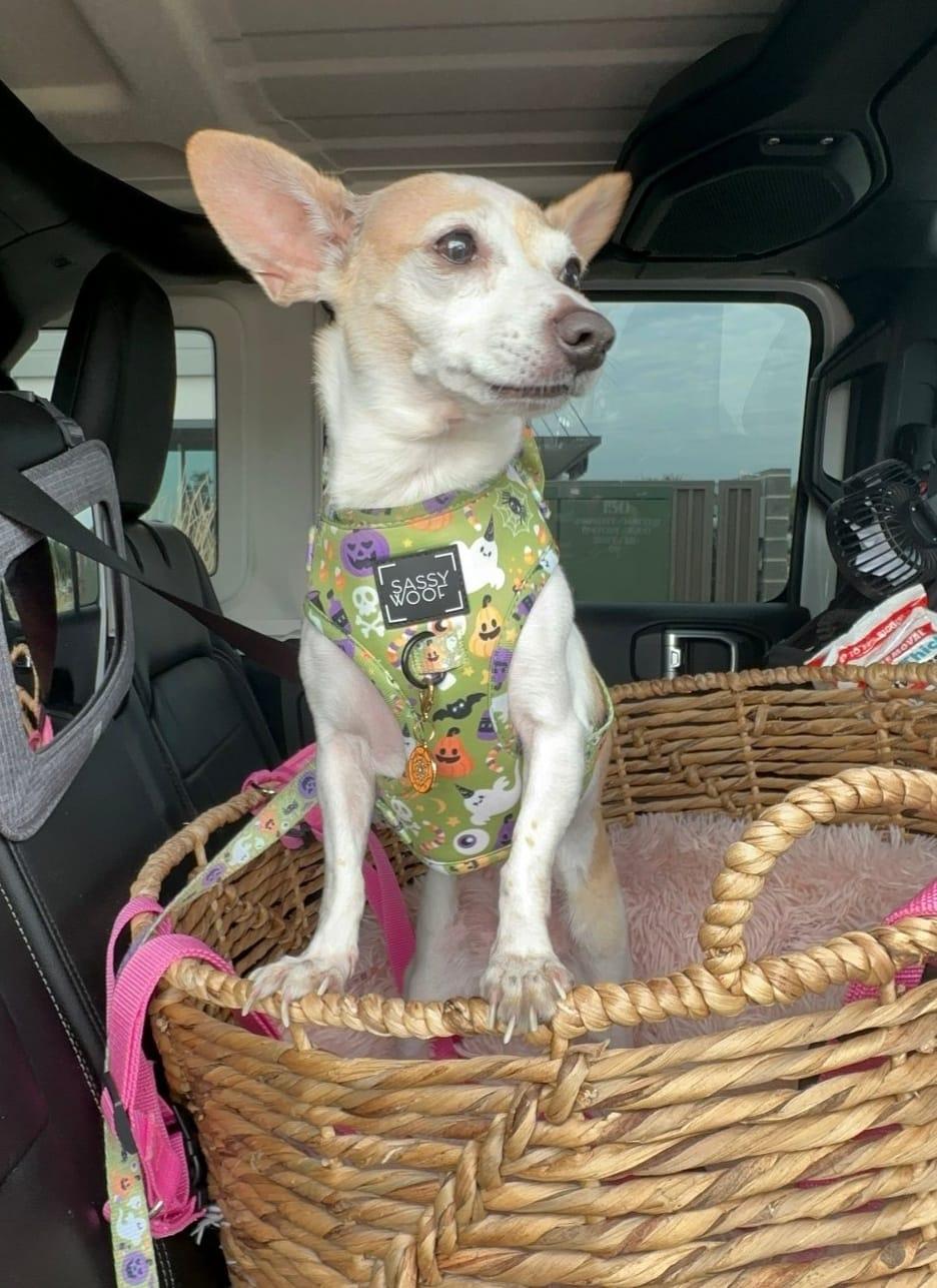 Enlarge Maleficent, a Adopted Chihuahua in Austin, TX image 3/6