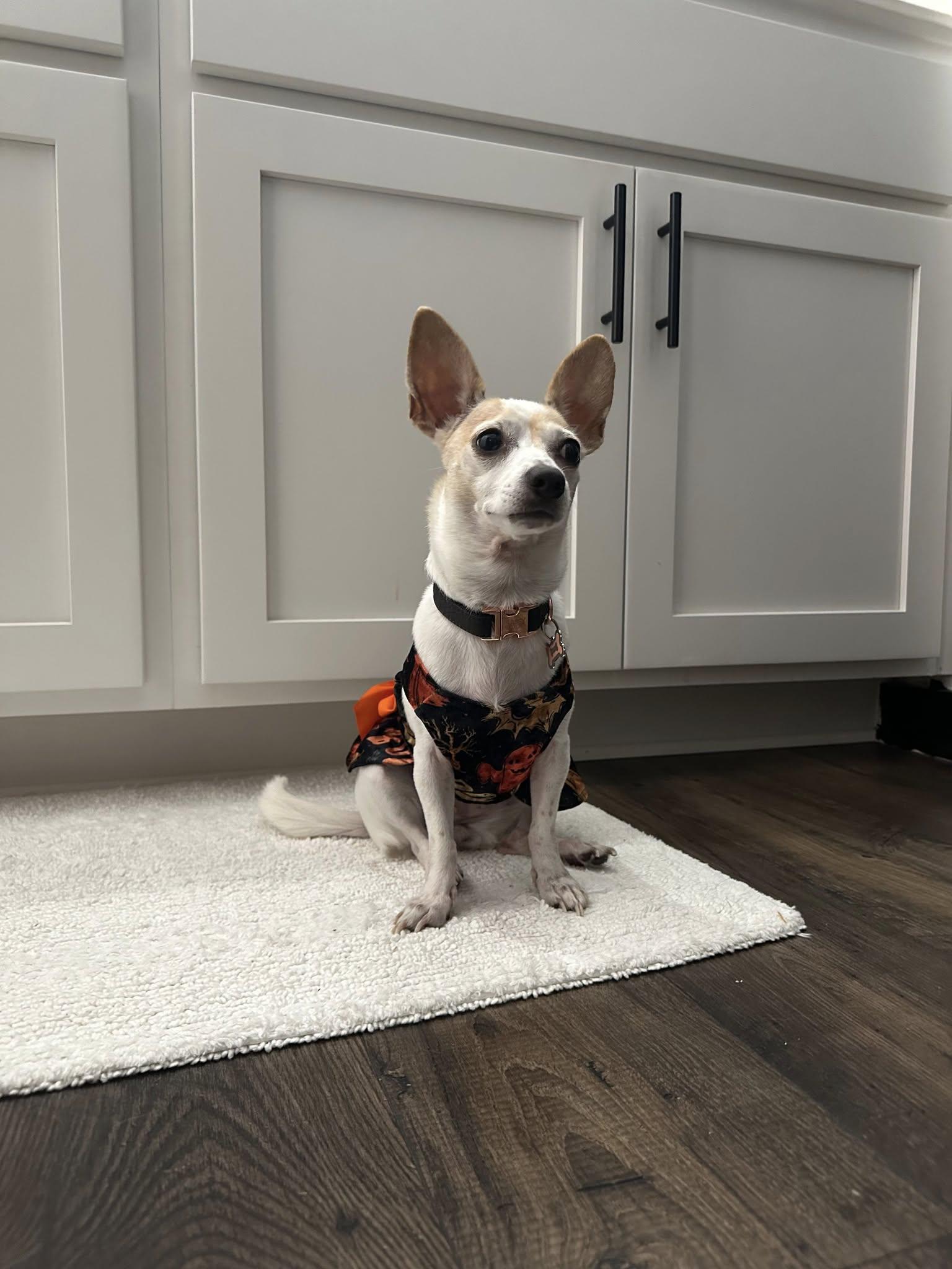 Enlarge Maleficent, a Adopted Chihuahua in Austin, TX image 4/6