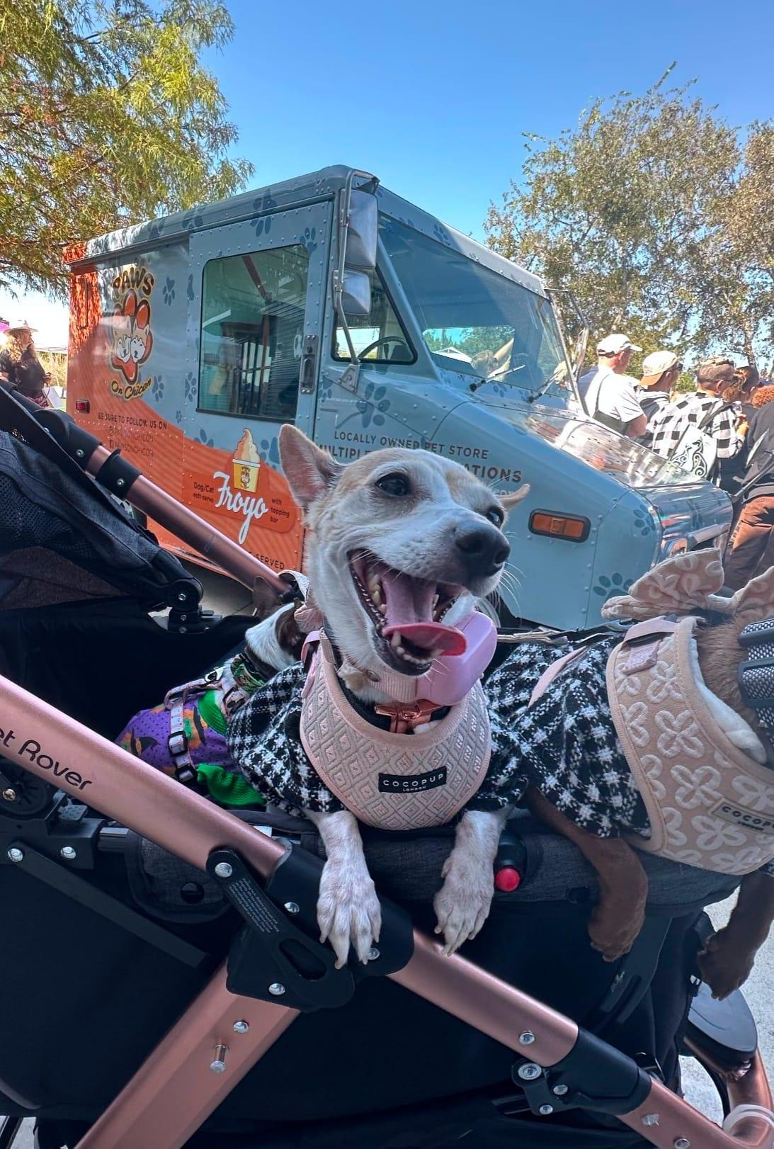 Enlarge Maleficent, a Adopted Chihuahua in Austin, TX image 5/6