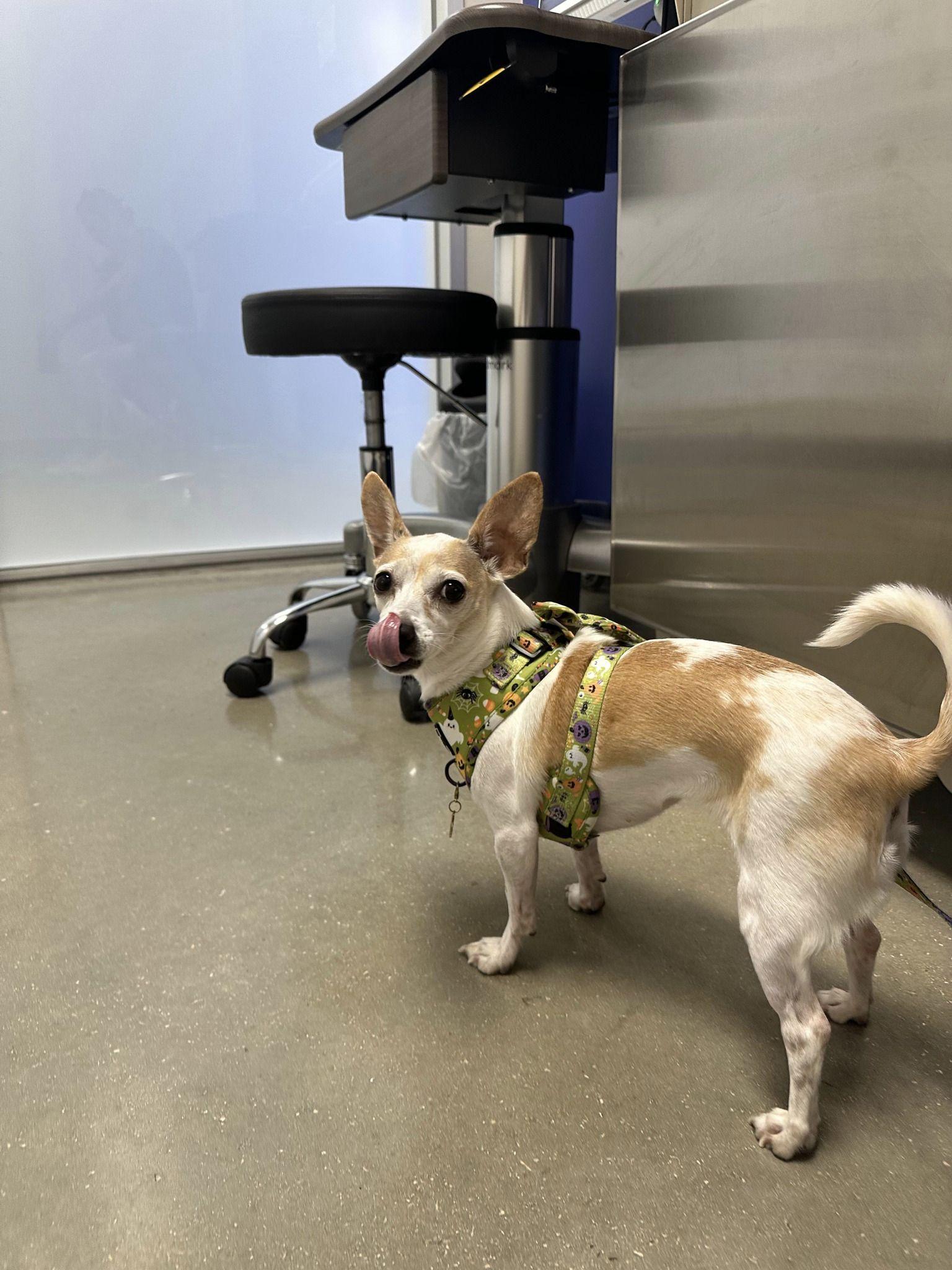 Enlarge Maleficent, a Adopted Chihuahua in Austin, TX image 6/6