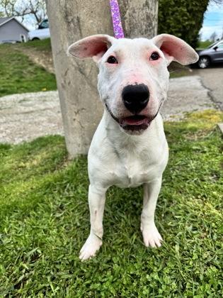 Sara, Young Female Mixed Breed