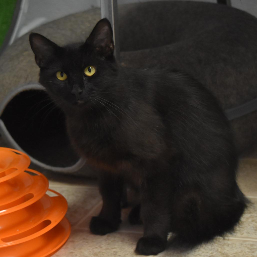 Ember, Adoptable, Adult Female Domestic Long Hair.