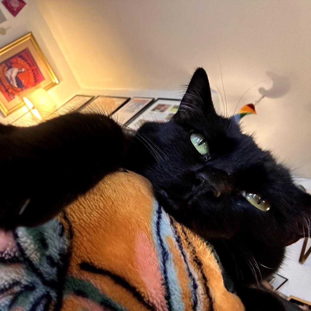 Betty, Adoptable, Adult Female Domestic Short Hair.