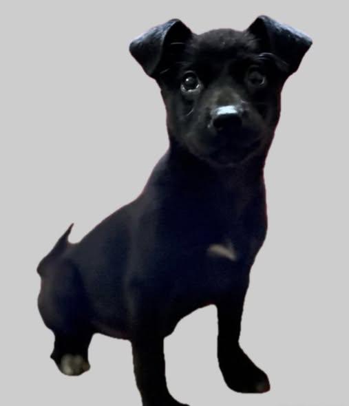 Pepe, adopted, Puppy Male Chihuahua.