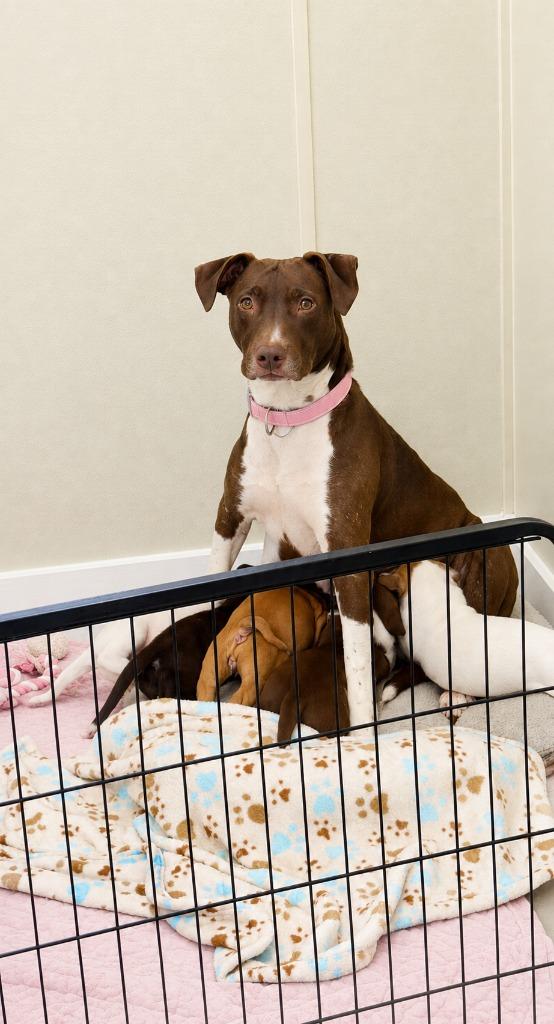 Kathy Jo, Adoptable, Young Female Mixed Breed.