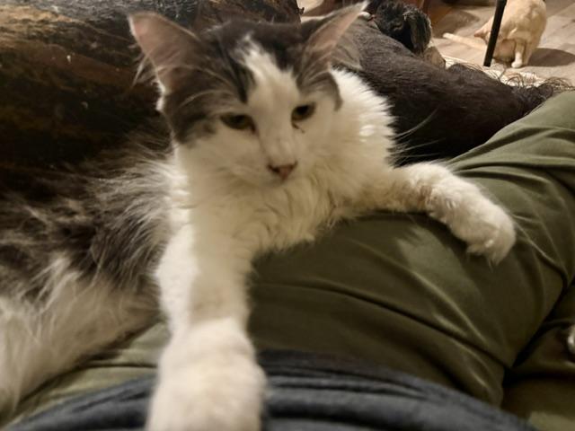 Pasha, Adoptable, Adult Female Domestic Long Hair.
