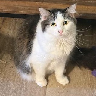 Enlarge Pasha, a Adoptable Domestic Long Hair in Fort Worth, TX image 2/5