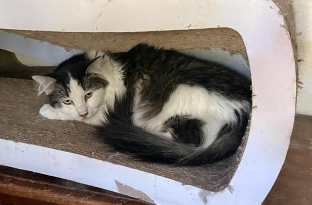 Enlarge Pasha, a Adoptable Domestic Long Hair in Fort Worth, TX image 3/5