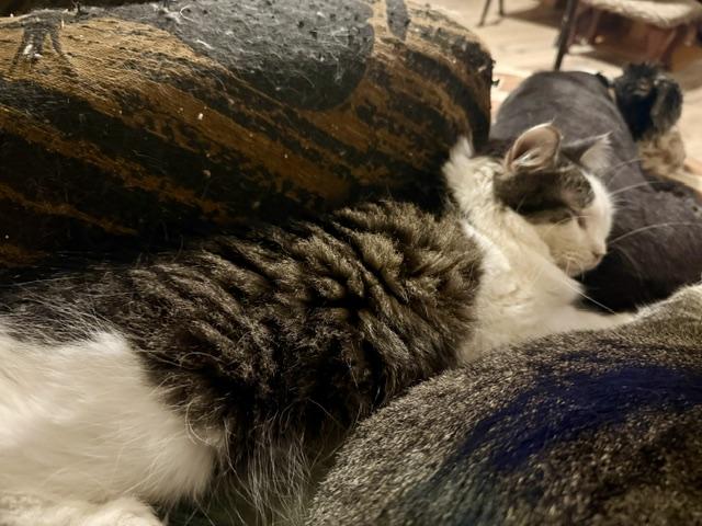 Enlarge Pasha, a Adoptable Domestic Long Hair in Fort Worth, TX image 5/5