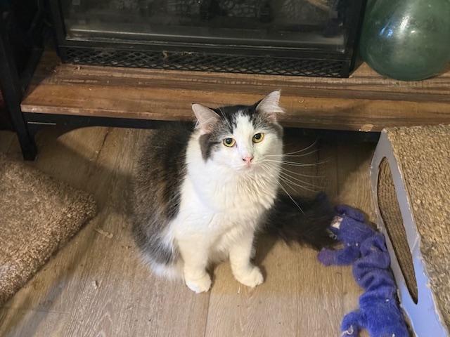 Enlarge Pasha, a Adoptable Domestic Long Hair in Fort Worth, TX image 4/5