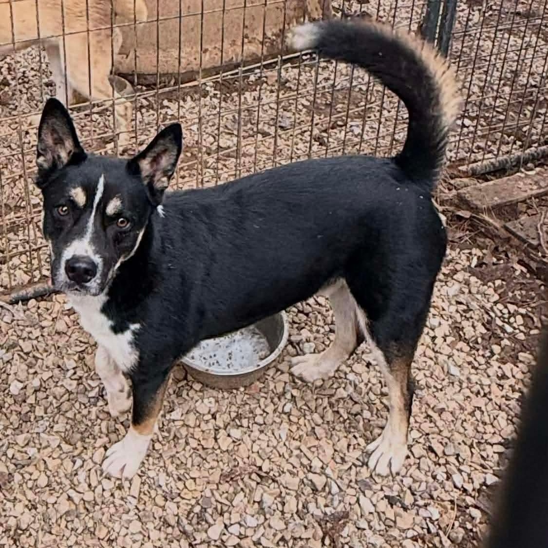 Klause, ADOPTABLE, Adult Male Husky.