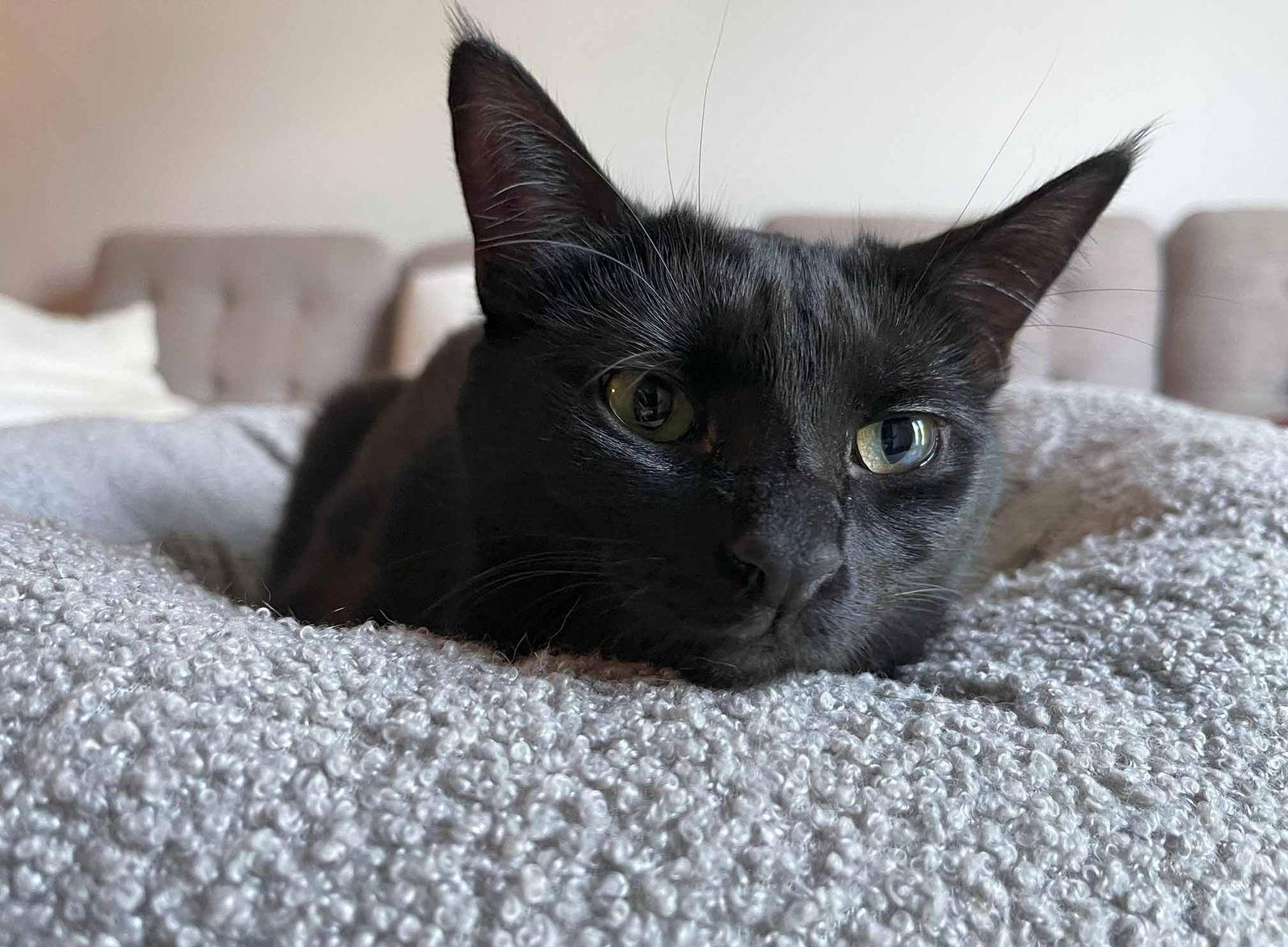 Tara, Adoptable, Young Female Domestic Short Hair.