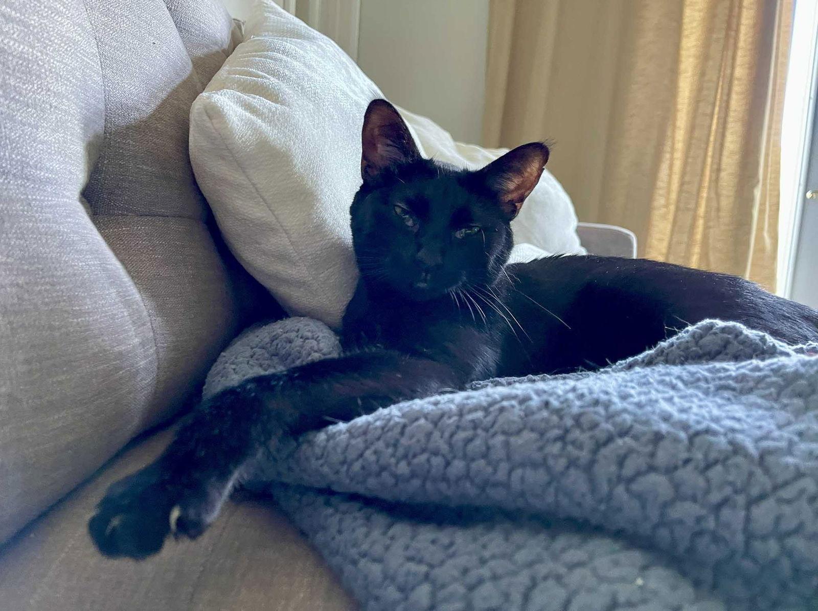 Tara, Adoptable, Young Female Domestic Short Hair.