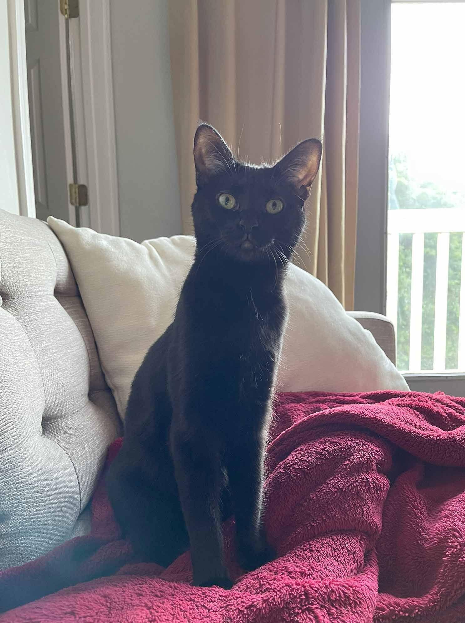 Tara, a Adoptable Domestic Short Hair in Nashville, TN image 2/3