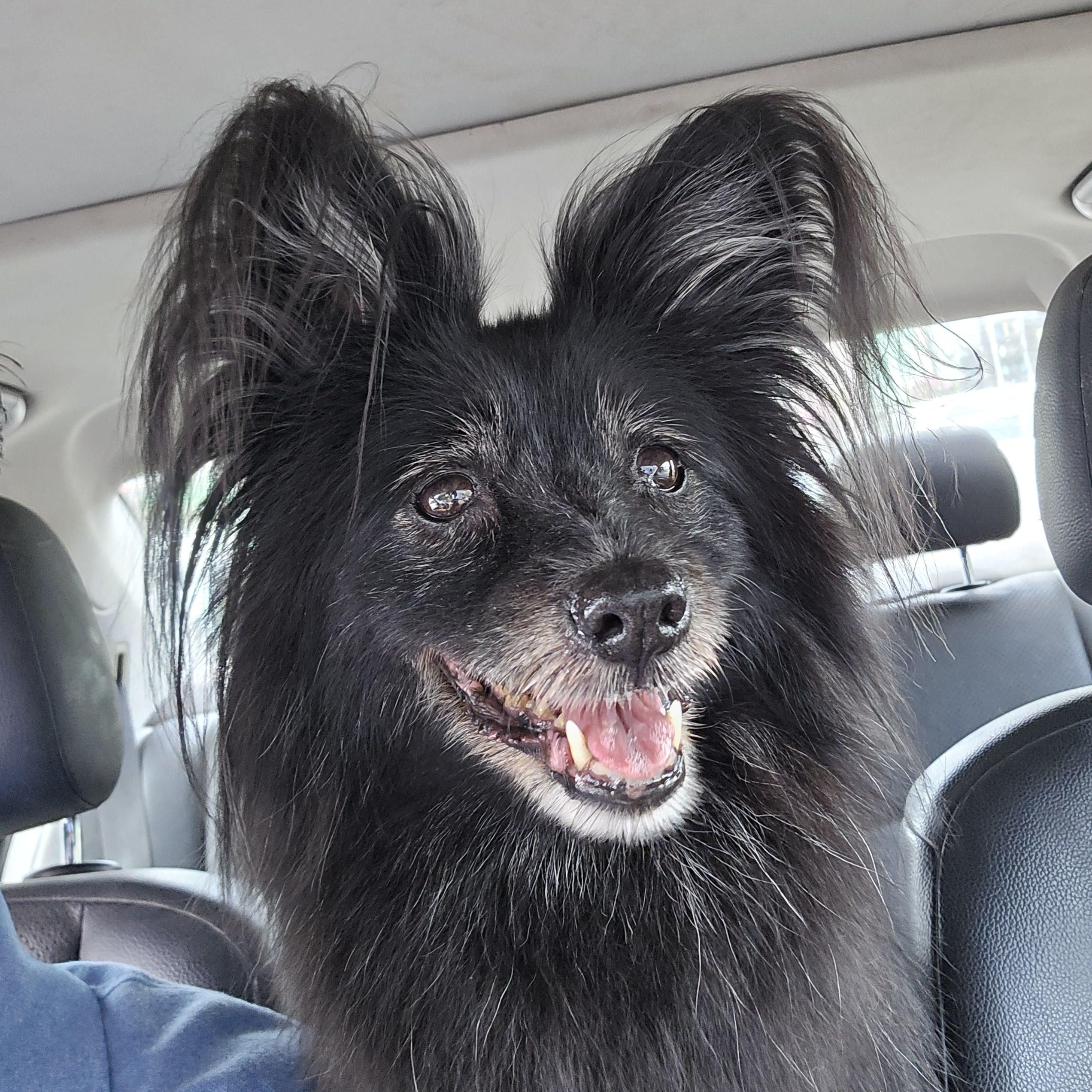 Enlarge Chelsea, a Adopted Papillon in San Francisco, CA image 4/4