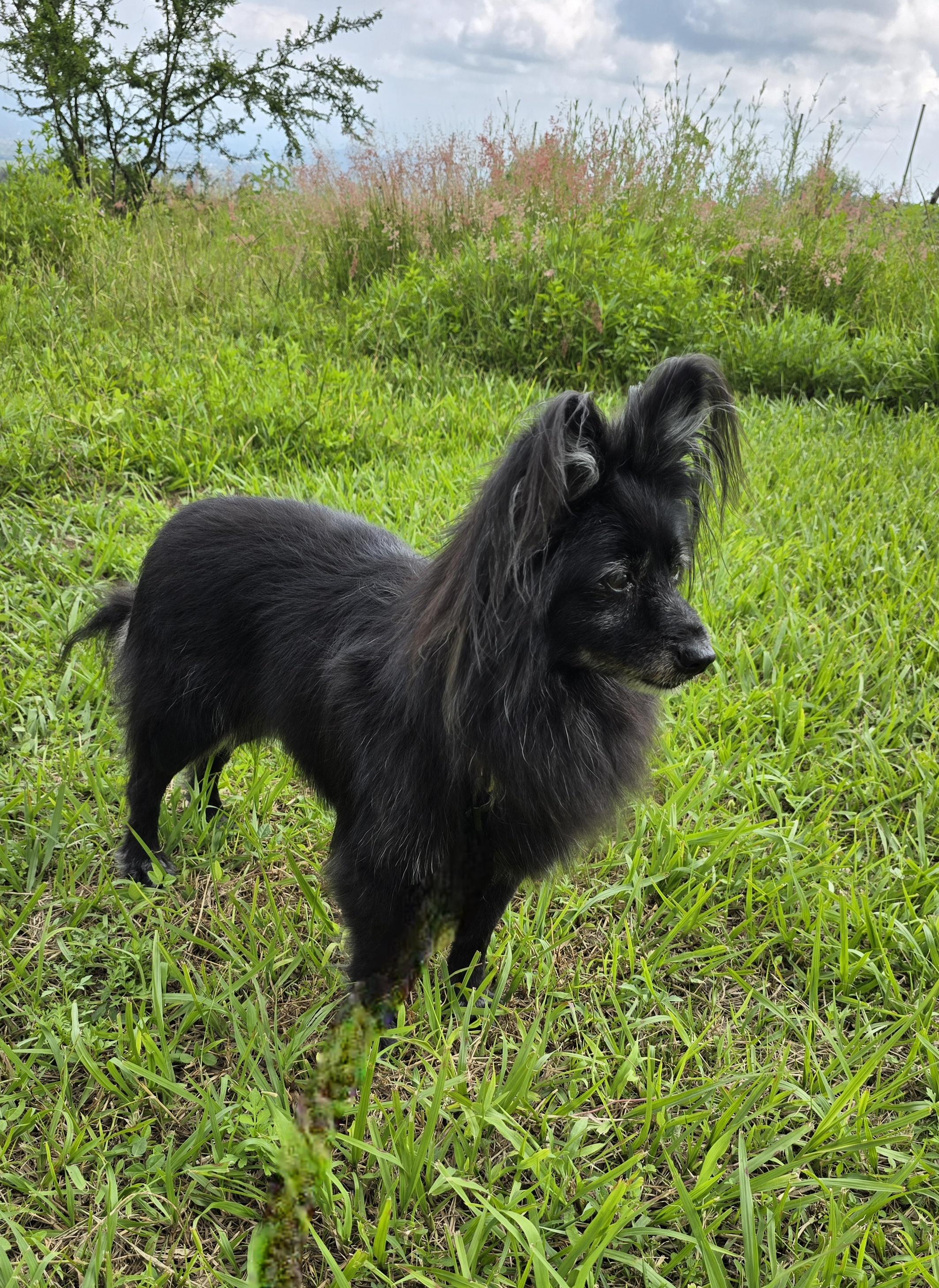 Enlarge Chelsea, a Adopted Papillon in San Francisco, CA image 3/4