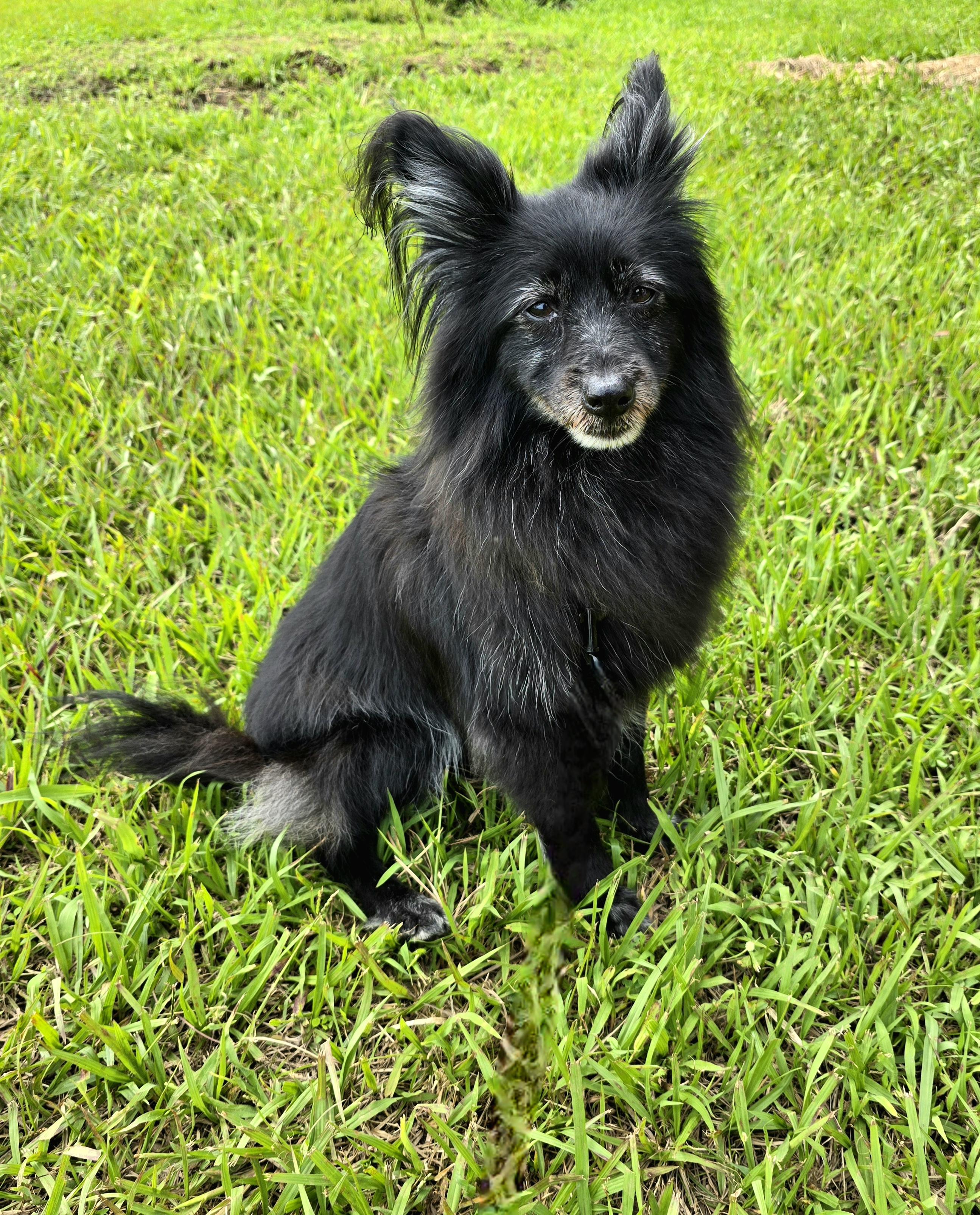 Enlarge Chelsea, a Adopted Papillon in San Francisco, CA image 1/4