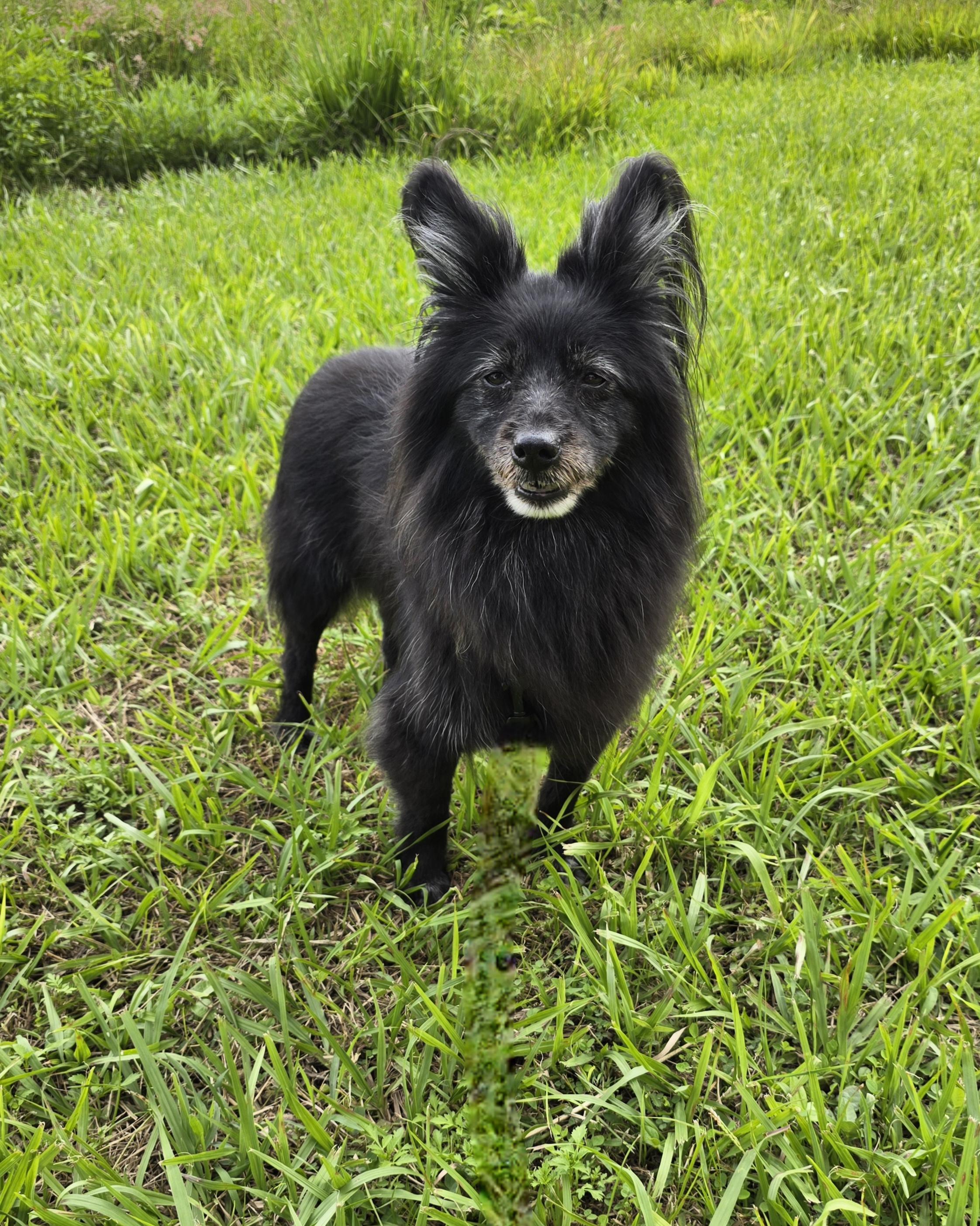 Chelsea, an adoptable Papillon in San Francisco, CA, 94122 | Photo Image 2