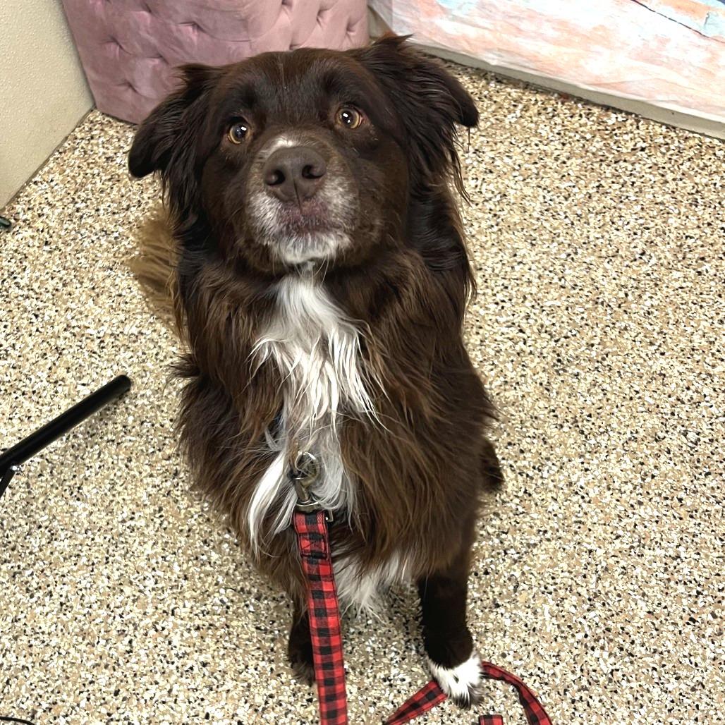 Dak, Adoptable, Adult Male Australian Shepherd.