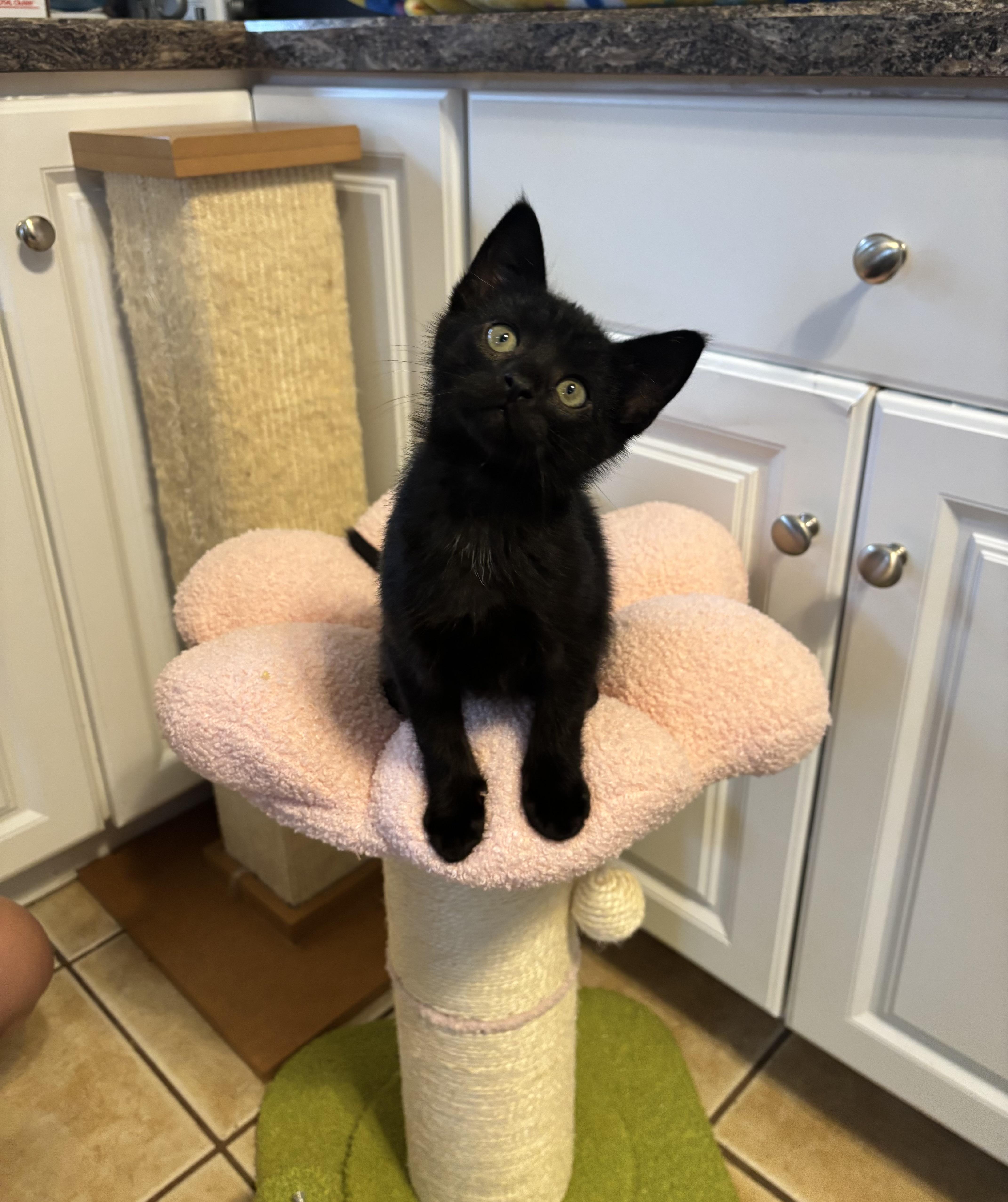 ARES, Baby Male unknown