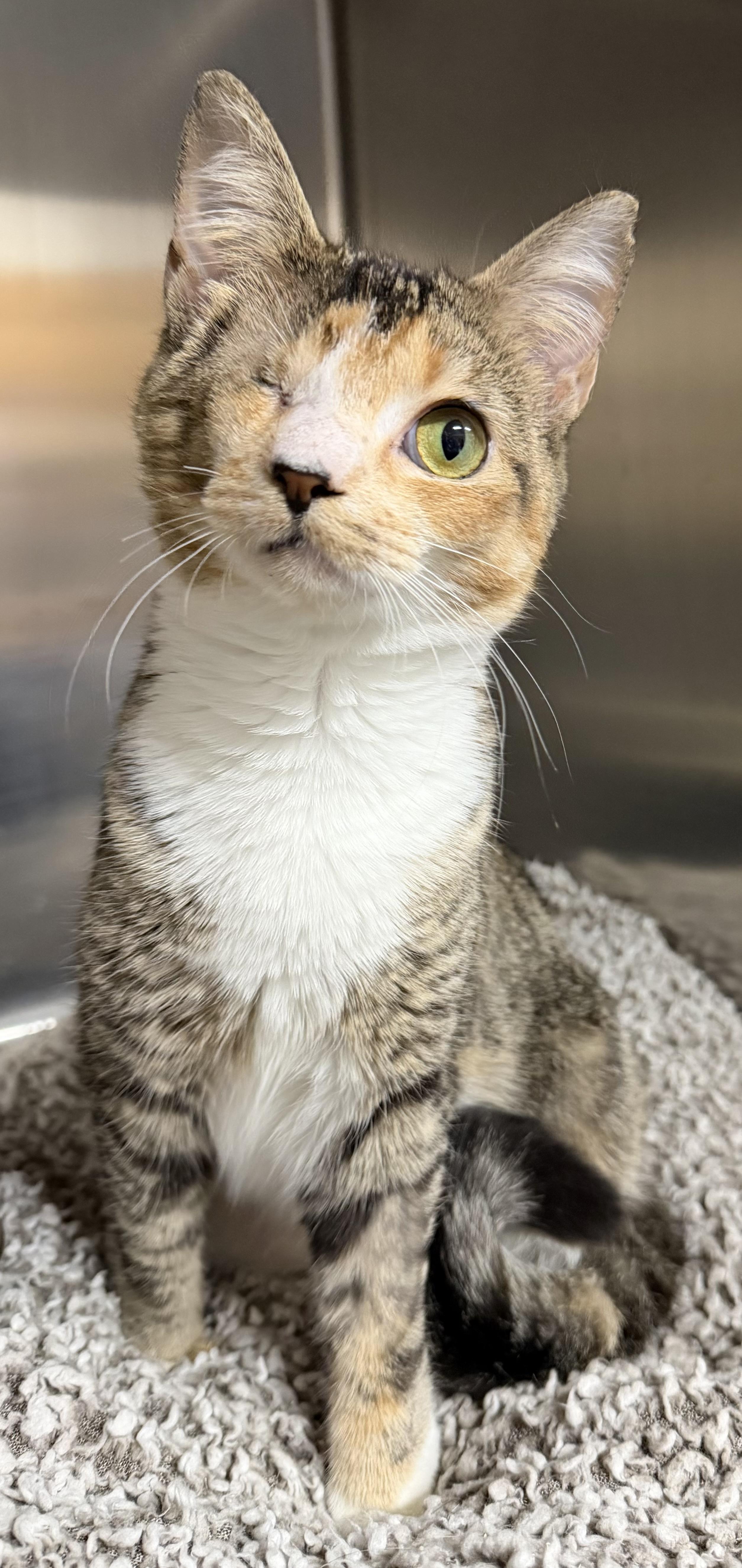 Enlarge Sheba, an adopted mixed breed in Brooks, ME image 2/2