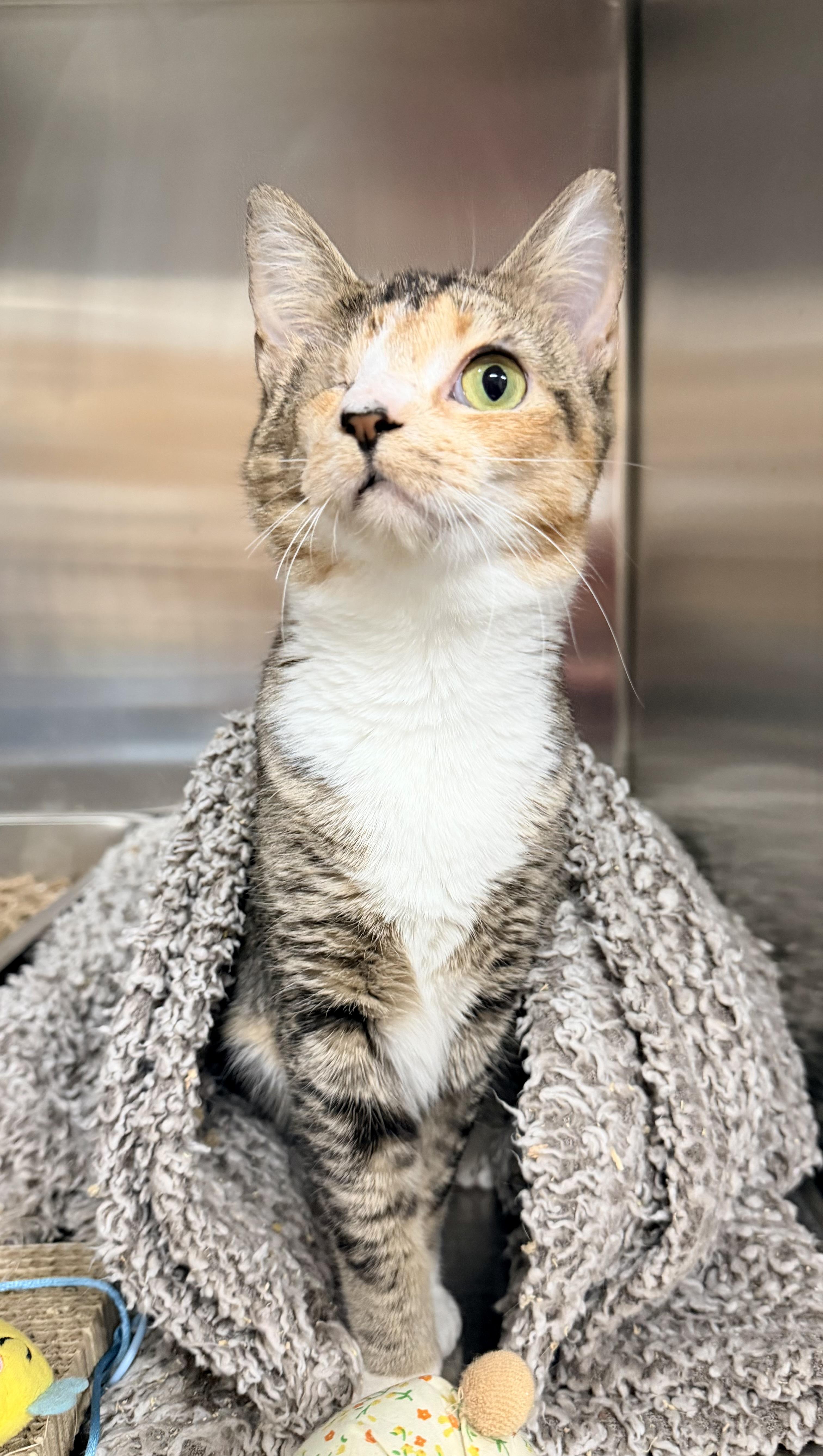 Sheba, adopted, Young Female Domestic Short Hair.