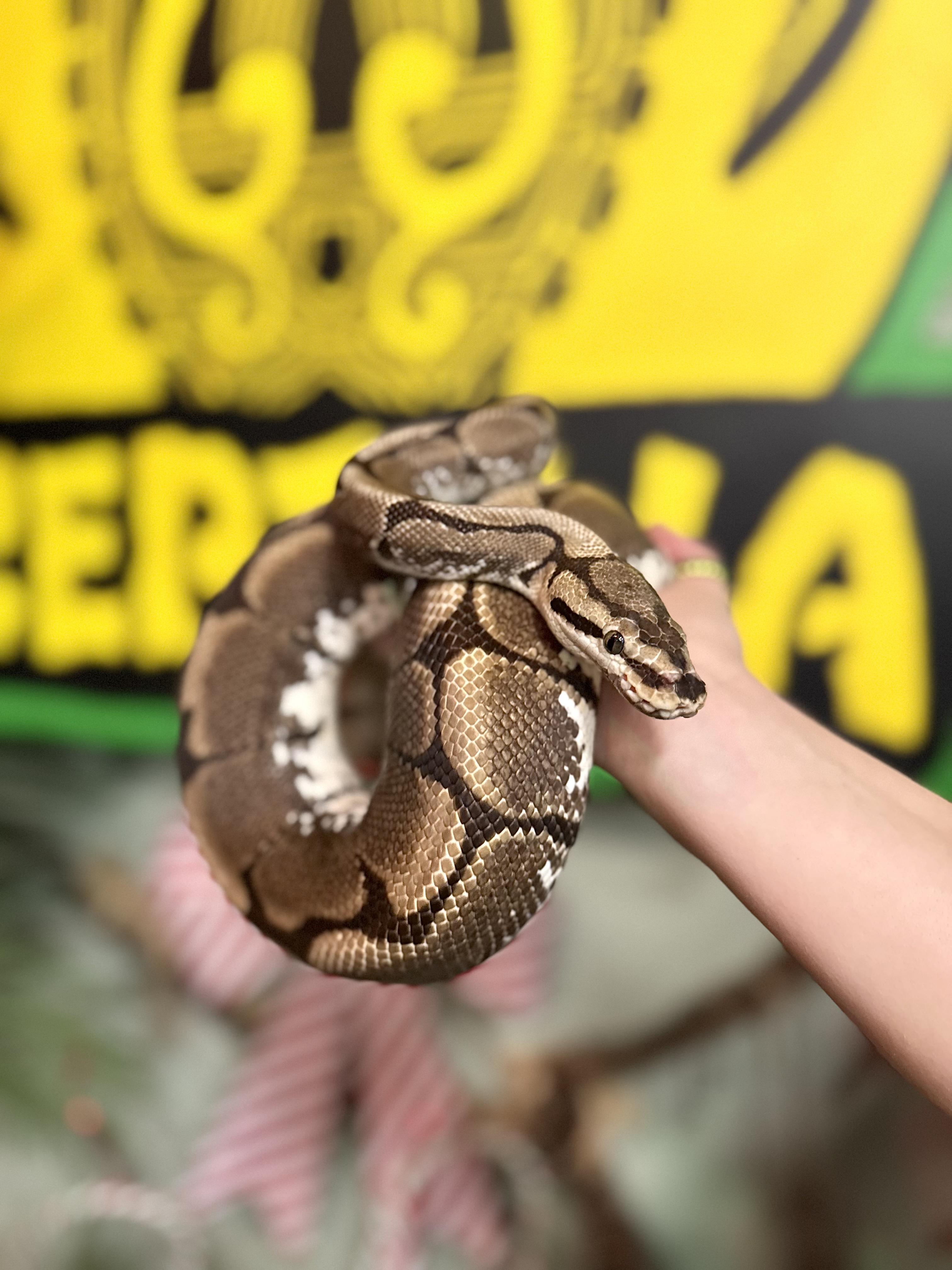 Enlarge Parker, a ADOPTABLE Ball Python in Whitby, ON image 1/1