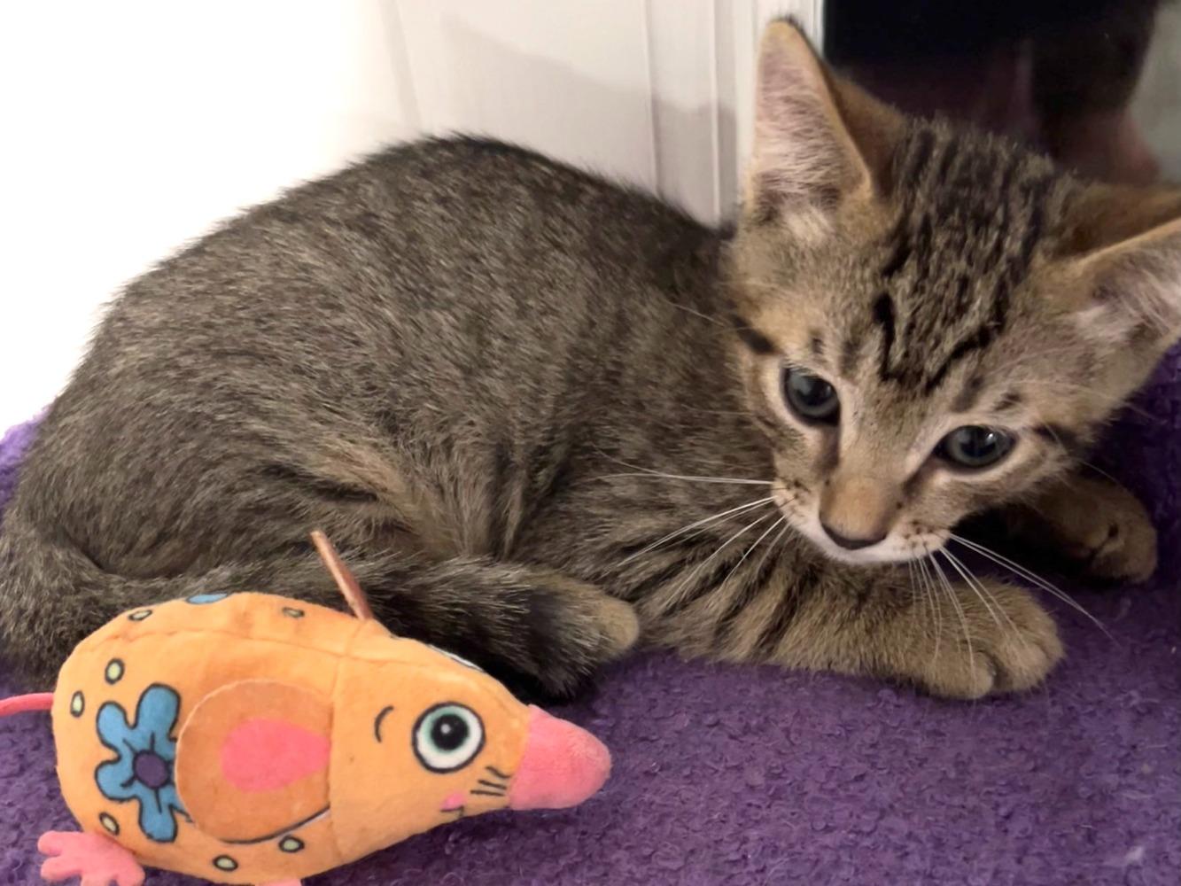 Enlarge Marlowe, a Adoptable Domestic Short Hair in Moncks Corner, SC image 2/5