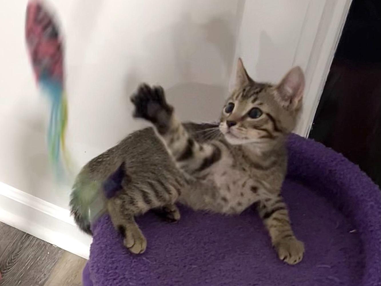 Enlarge Marlowe, a Adoptable Domestic Short Hair in Moncks Corner, SC image 4/5
