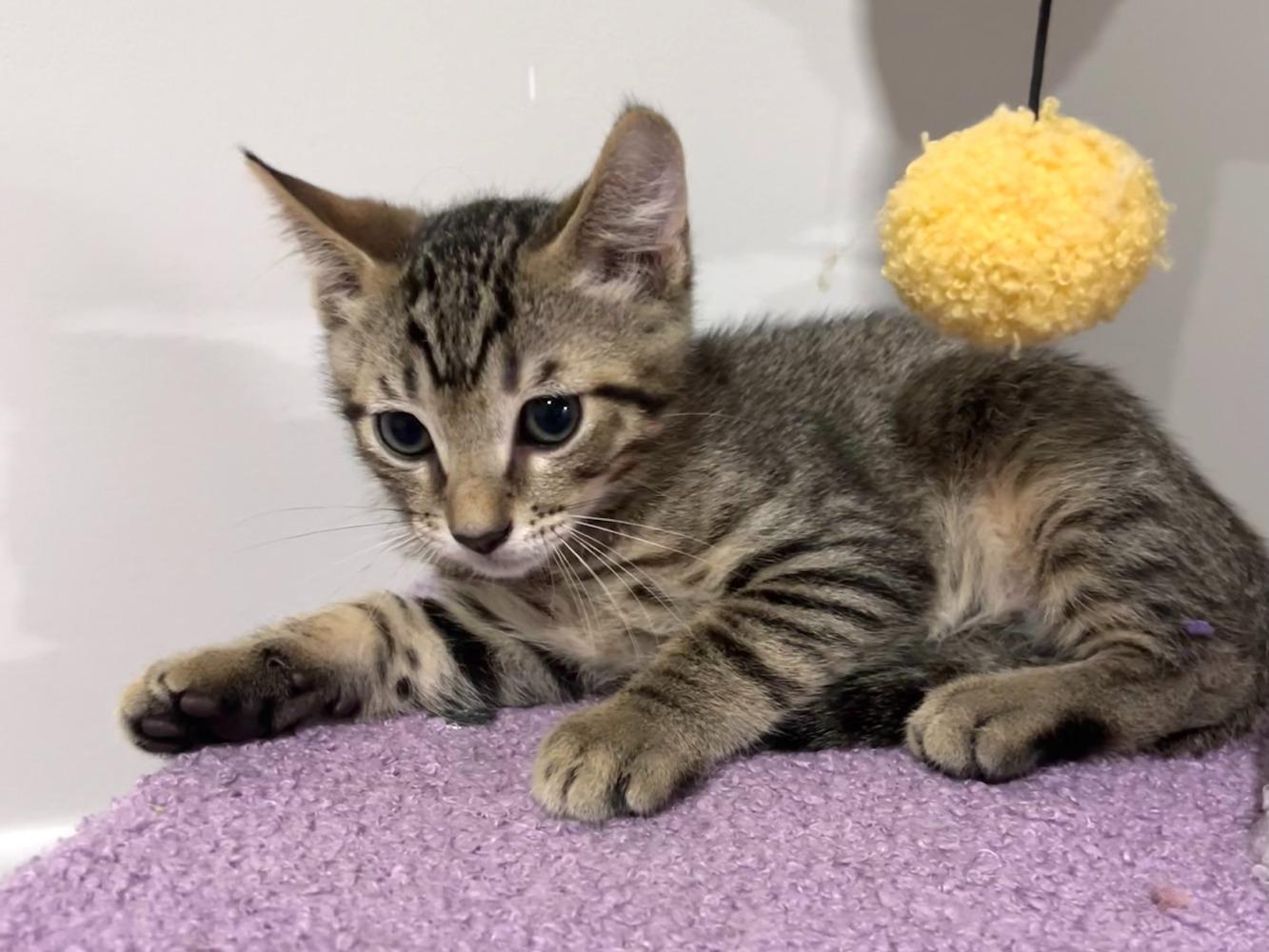 Enlarge Marlowe, a Adoptable Domestic Short Hair in Moncks Corner, SC image 5/5