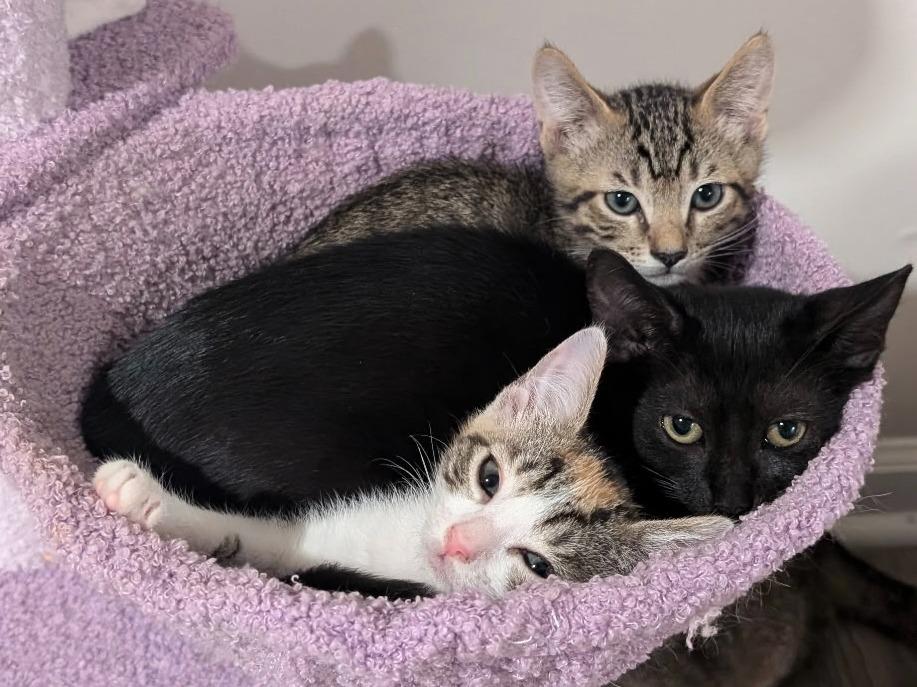 Enlarge Marlowe, a Adoptable Domestic Short Hair in Moncks Corner, SC image 3/5