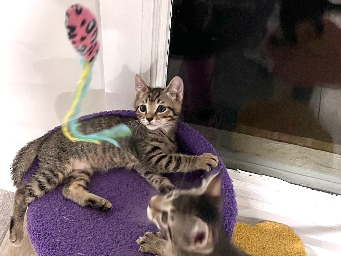 Enlarge Marlowe, a Adoptable Domestic Short Hair in Moncks Corner, SC image 1/5