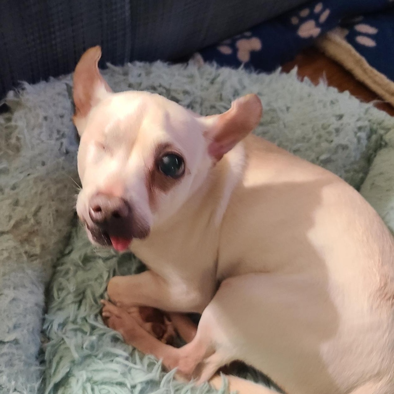 Enlarge Lilly  (See Lil Willie), an adopted mixed breed in Mechanicsville, MD image 3/3