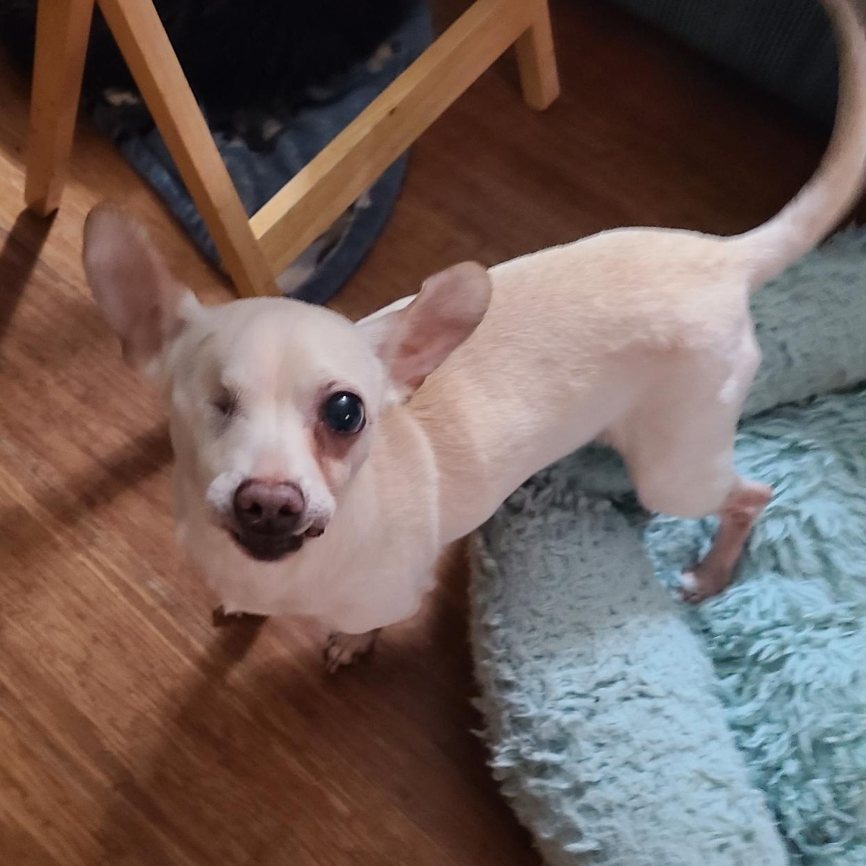 Lilly  (See Lil Willie), ADOPTABLE, Adult Female Chihuahua.