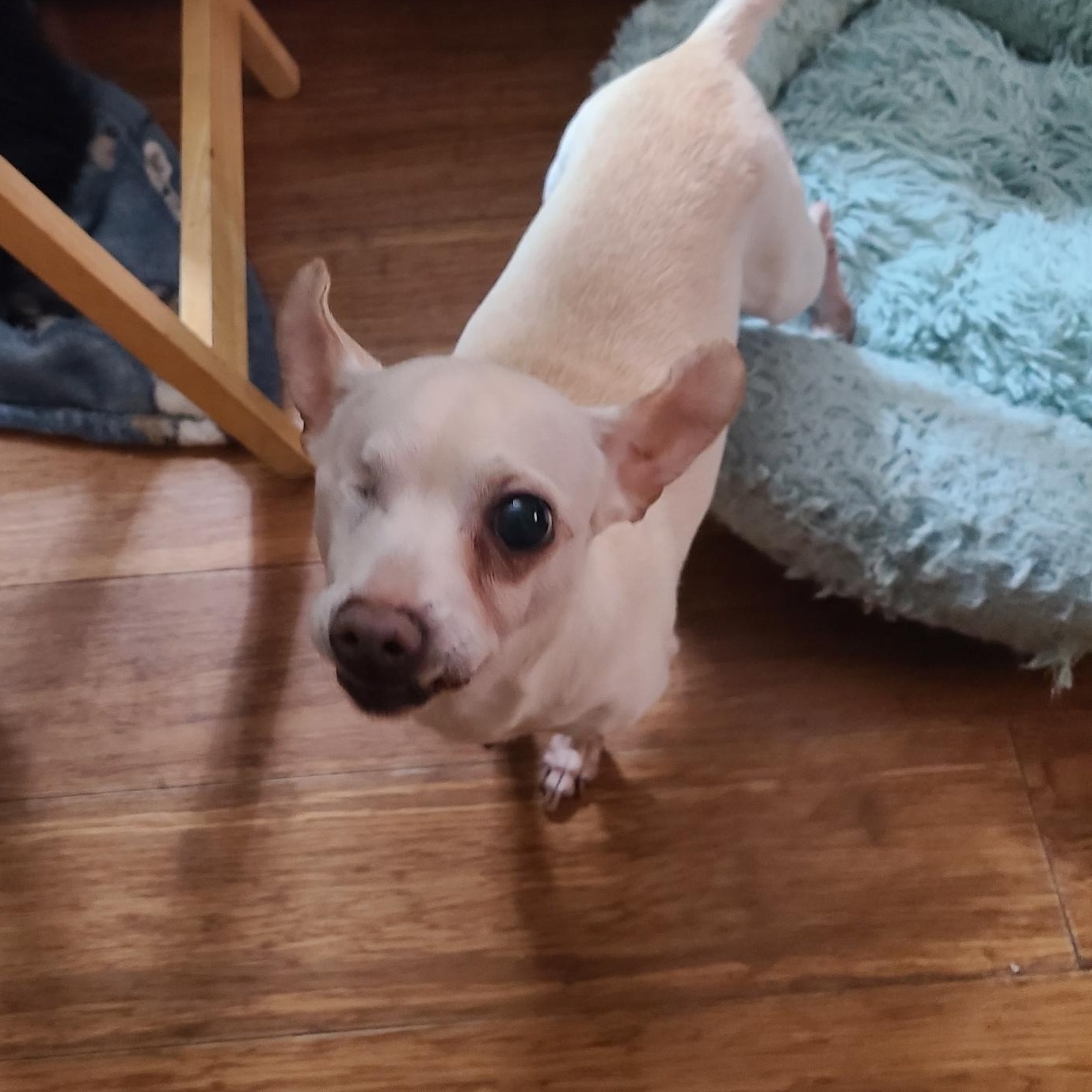 Enlarge Lilly  (See Lil Willie), an adopted mixed breed in Mechanicsville, MD image 2/3