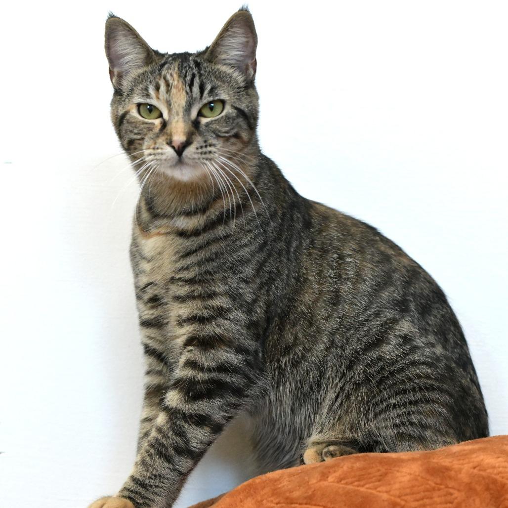 Bernadette, Adoptable, Young Female Domestic Short Hair.