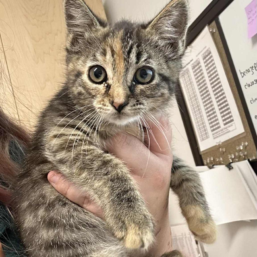 Enlarge Bernadette, a Adoptable Domestic Short Hair in Chilliwack, BC image 2/5