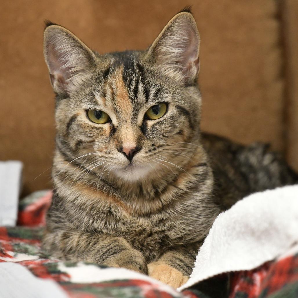Enlarge Bernadette, a Adoptable Domestic Short Hair in Chilliwack, BC image 3/5