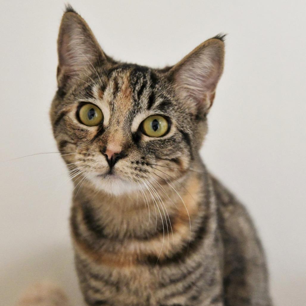 Enlarge Bernadette, a Adoptable Domestic Short Hair in Chilliwack, BC image 4/5