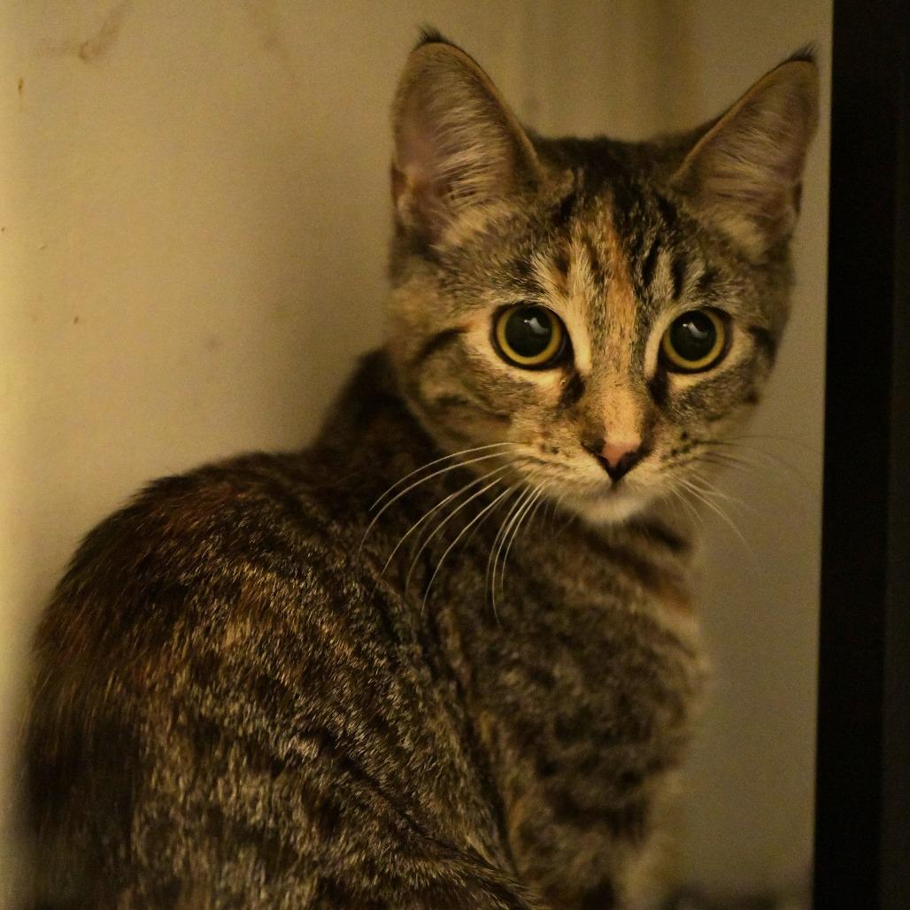 Enlarge Bernadette, a Adoptable Domestic Short Hair in Chilliwack, BC image 5/5