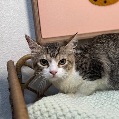 Munchkin Boon — thumbnail 3