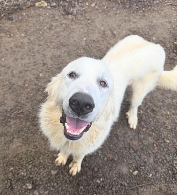 Enlarge Benny, a ADOPTABLE mixed breed in Gardiner, NY image 2/5