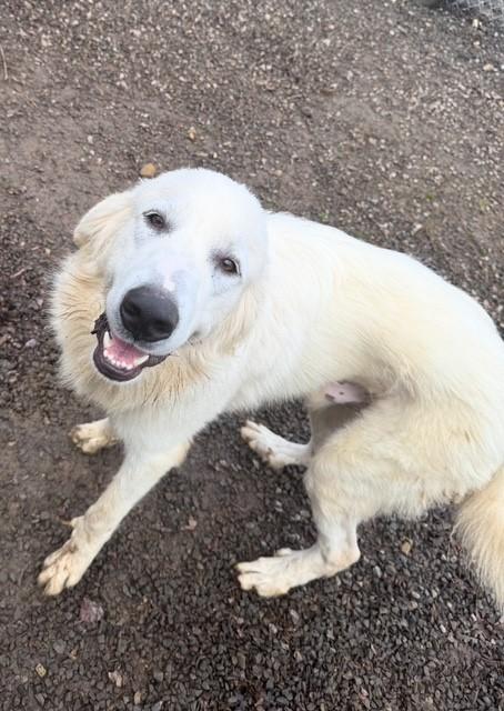 Enlarge Benny, a ADOPTABLE mixed breed in Gardiner, NY image 3/5