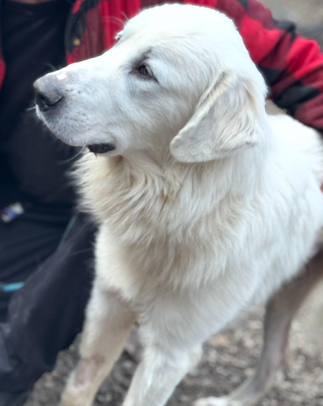 Enlarge Benny, a ADOPTABLE mixed breed in Gardiner, NY image 4/5